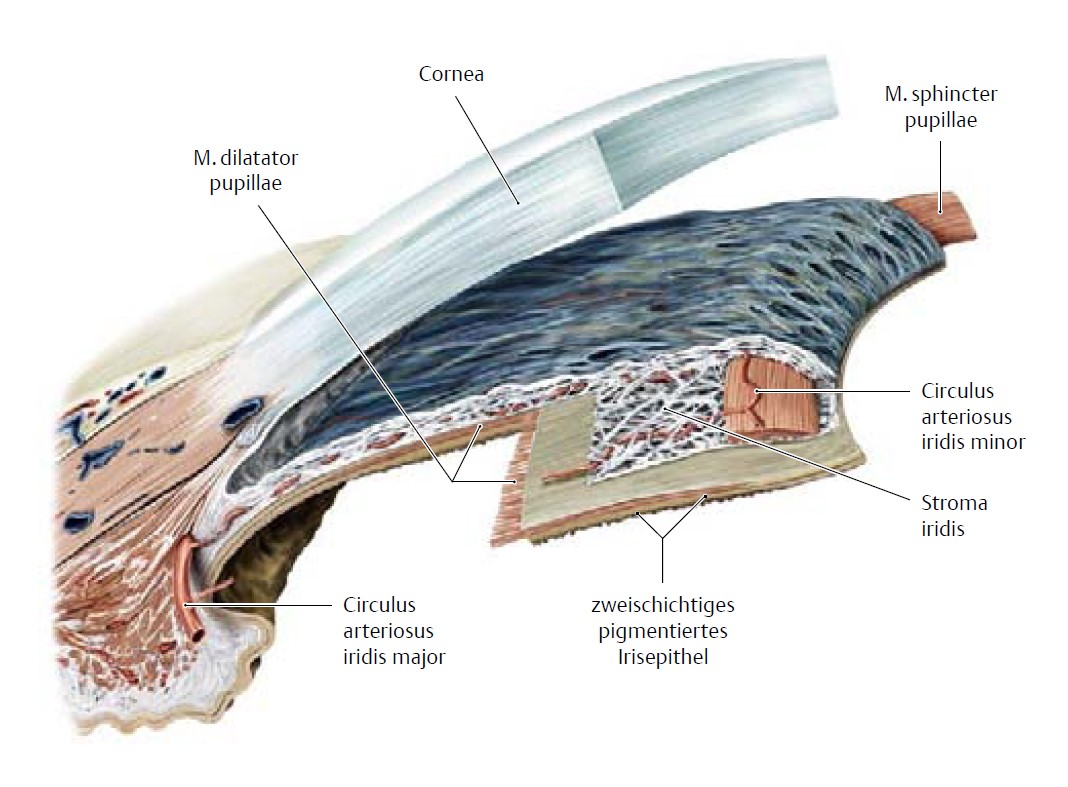 Limbus tier. Dilatator pupillae. Сфинктер Радужки. Ligamentum pectinatum. Ligamentum pectinatum Iridis.